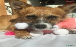 Mixed Breed dogs for sale: Jackawawa 1 year old Hugo - Image 7