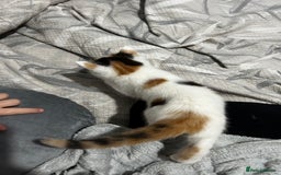 Turkish Van cats for sale: 2 Half turkish van kittens  - Image 3