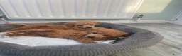 Toy Poodle dogs for sale: Red toy poodles  - Advert 13