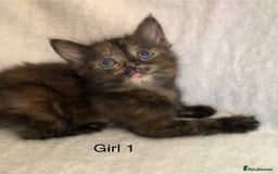 Mixed Breed cats for sale: 💚 3 male  💜 2 female  - Image 2