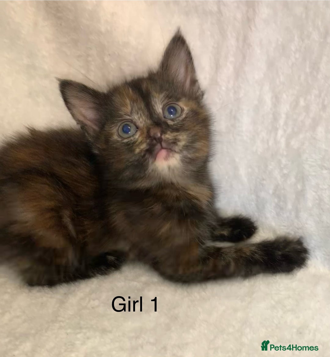 Mixed Breed cats for sale: 💚 3 male  💜 2 female  - Image 2