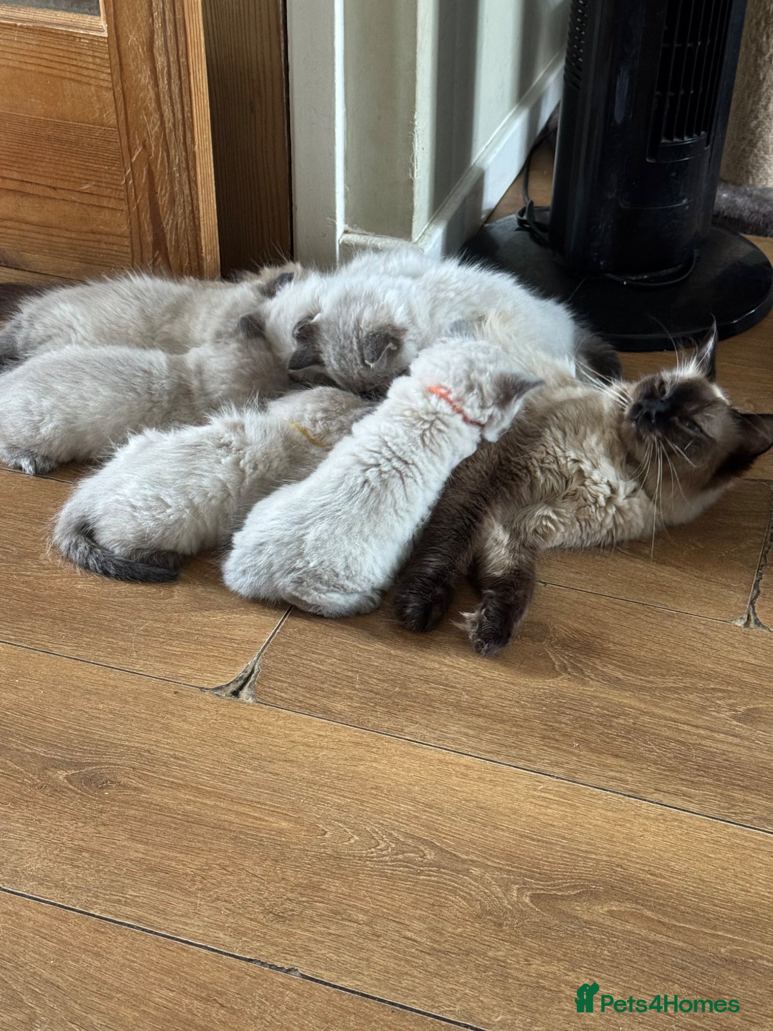 Ragdoll cats Ragdoll kittens - Advert 5