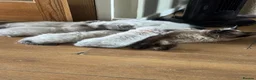 Ragdoll cats for sale: Ragdoll kittens - Advert 1