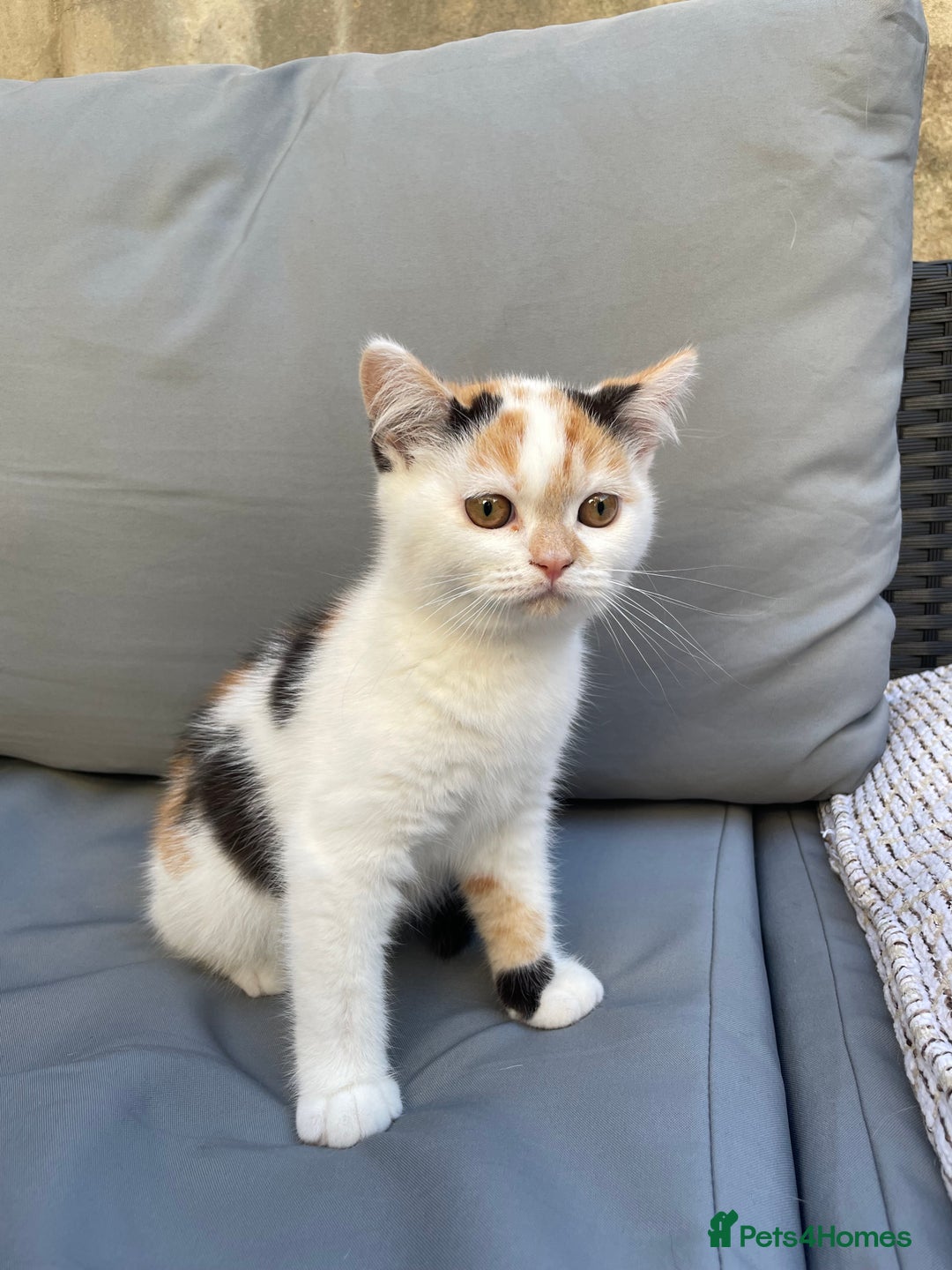 British Shorthair cats for sale: Offers accepted! Last of her litter! - Image 6