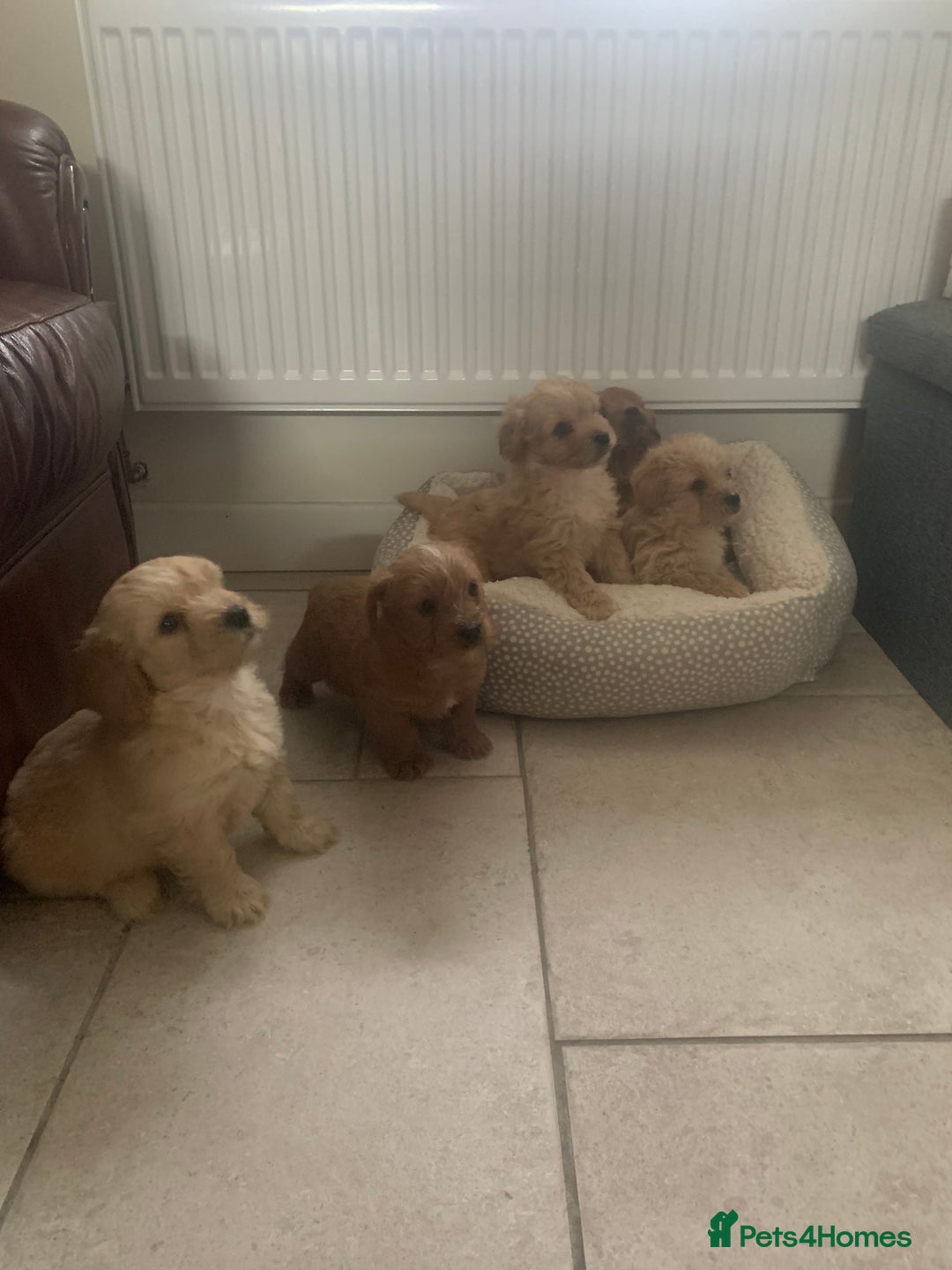 Mixed Breed dogs for sale: Cavapoo/Westiepoo - Advert 3