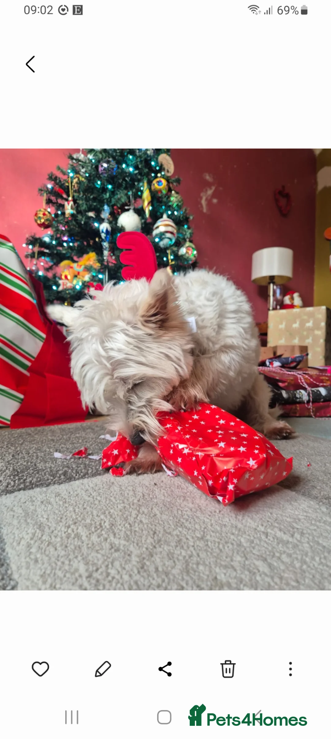 West Highland Terrier dogs for sale: Annie - Advert 2
