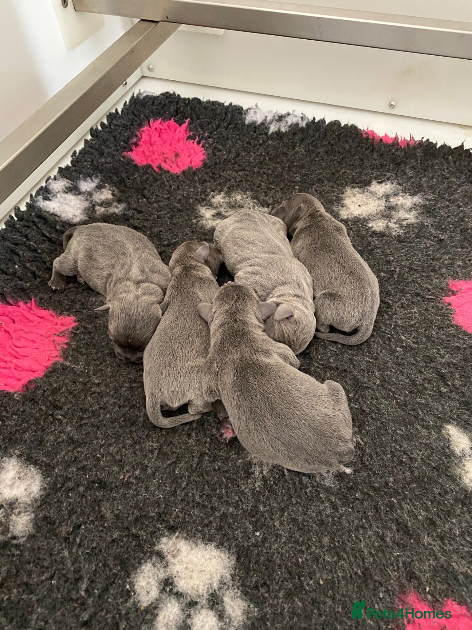 Staffordshire Bull Terrier dogs World renowned Samtan Blue Dozer Pups  - Advert 1