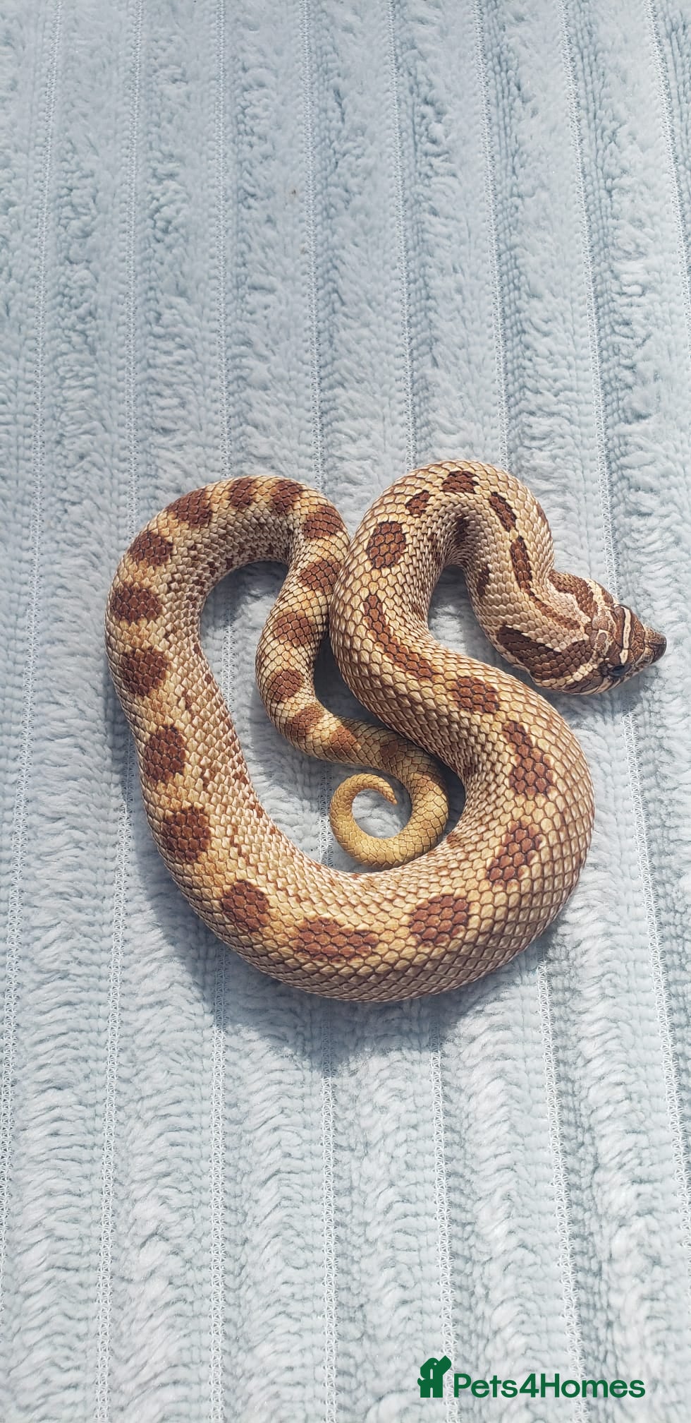 Snake reptiles  Western hognoses & Leachie from £150 last few - Advert 8