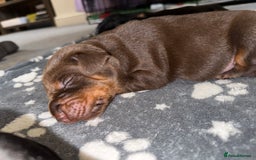 Dobermann dogs for sale: Stunning Top/Best Bloodline Dobermanns For Sale* - Advert 31