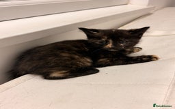 Mixed Breed cats for sale: Two female kittens for sale - Image 21