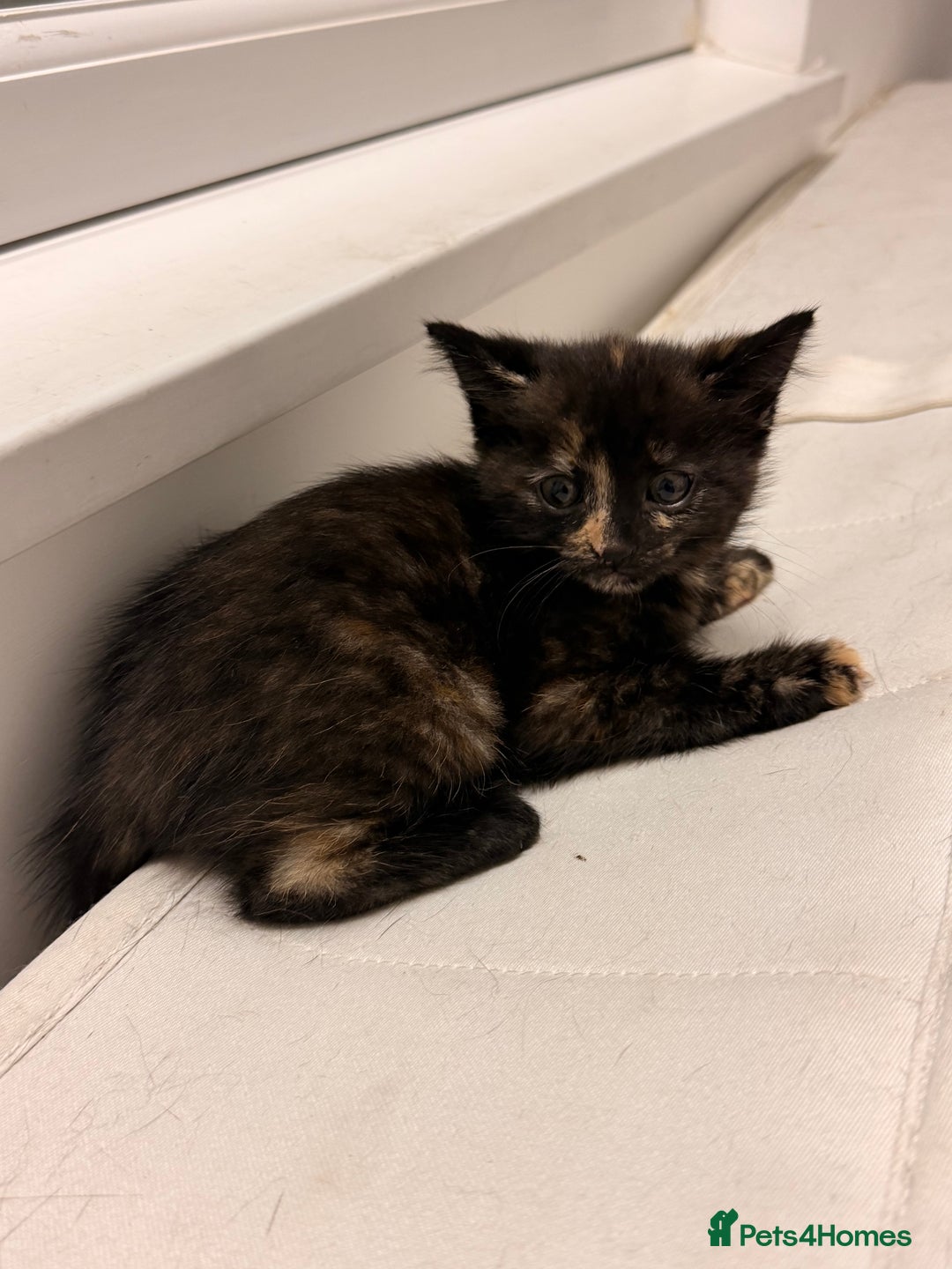 Mixed Breed cats for sale: Two female kittens for sale - Image 21