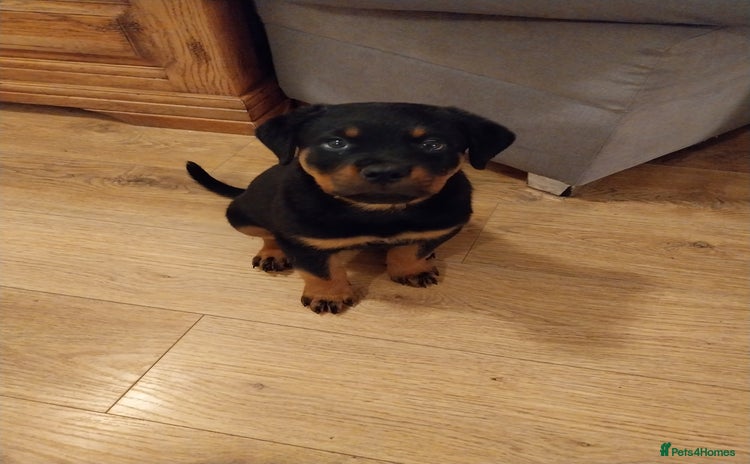 Rottweiler dogs - Advert 7