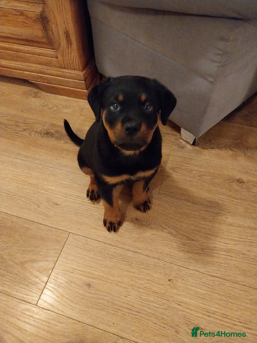 Rottweiler dogs for sale: 11 week old male - Image 1