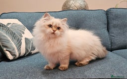 Scottish Fold cats for sale: Excellent Scottish straight kittens  - Advert 32