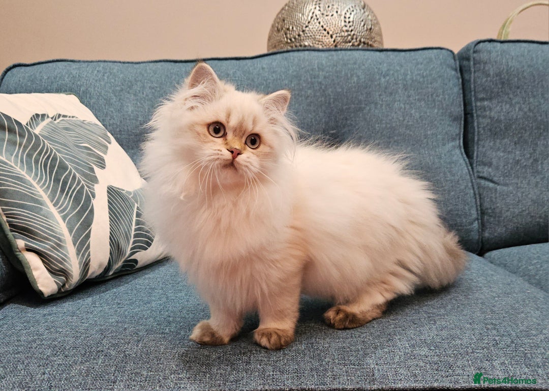 Scottish Fold cats for sale: Excellent Scottish straight kittens  - Advert 32