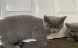 British Shorthair cats for sale: GCCF Active Championship line Blue & Lilac Kittens - Image 13