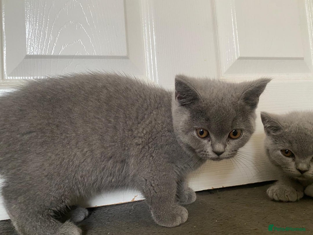 British Shorthair cats for sale: GCCF Active Championship line Blue & Lilac Kittens - Image 13