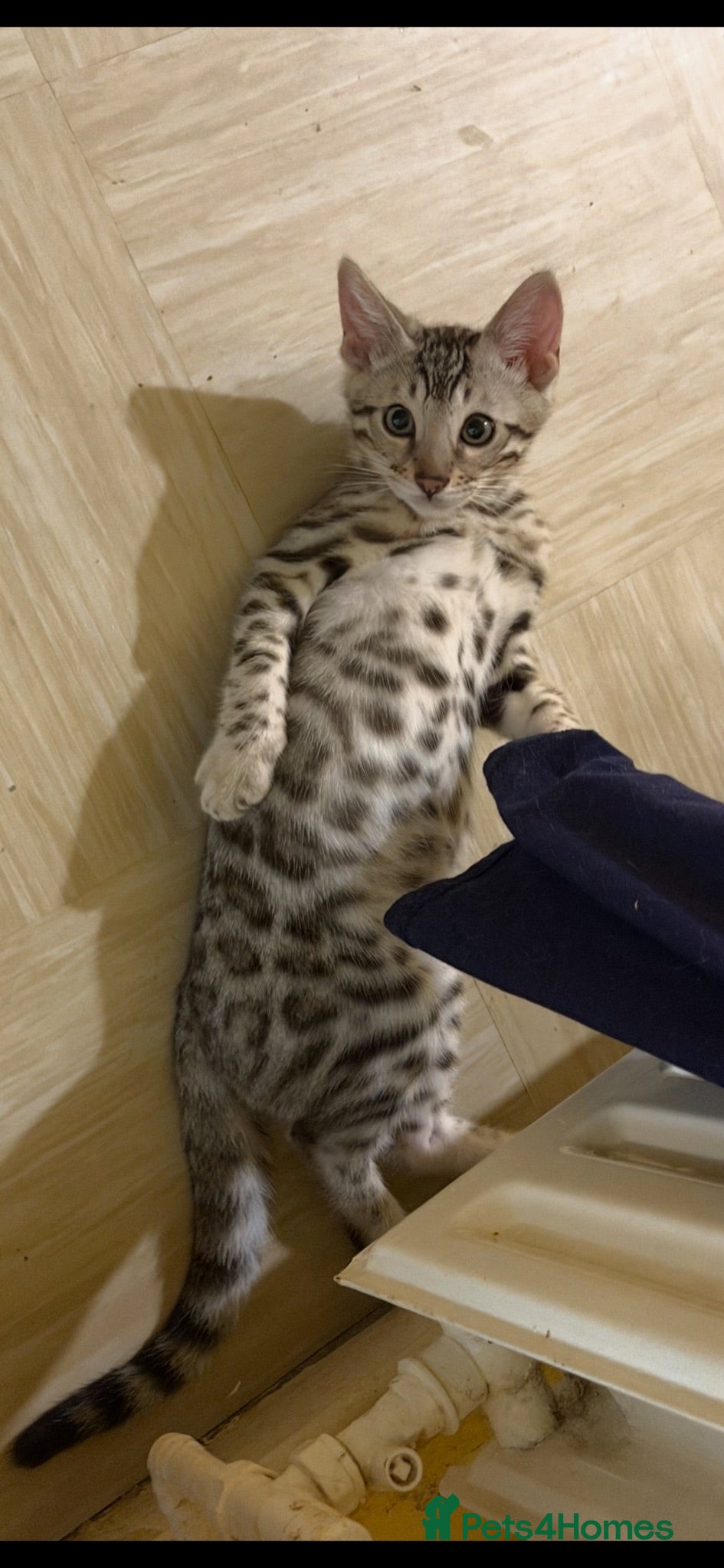 Bengal cats BENGAL 🔥 KITTENS TICA REGISTERED  - Advert 18