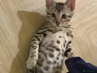 Bengal cats BENGAL 🔥 KITTENS TICA REGISTERED - Advert 18