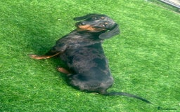 Miniature Dachshund dogs for sale: 2 miniature daschunds - Image 3