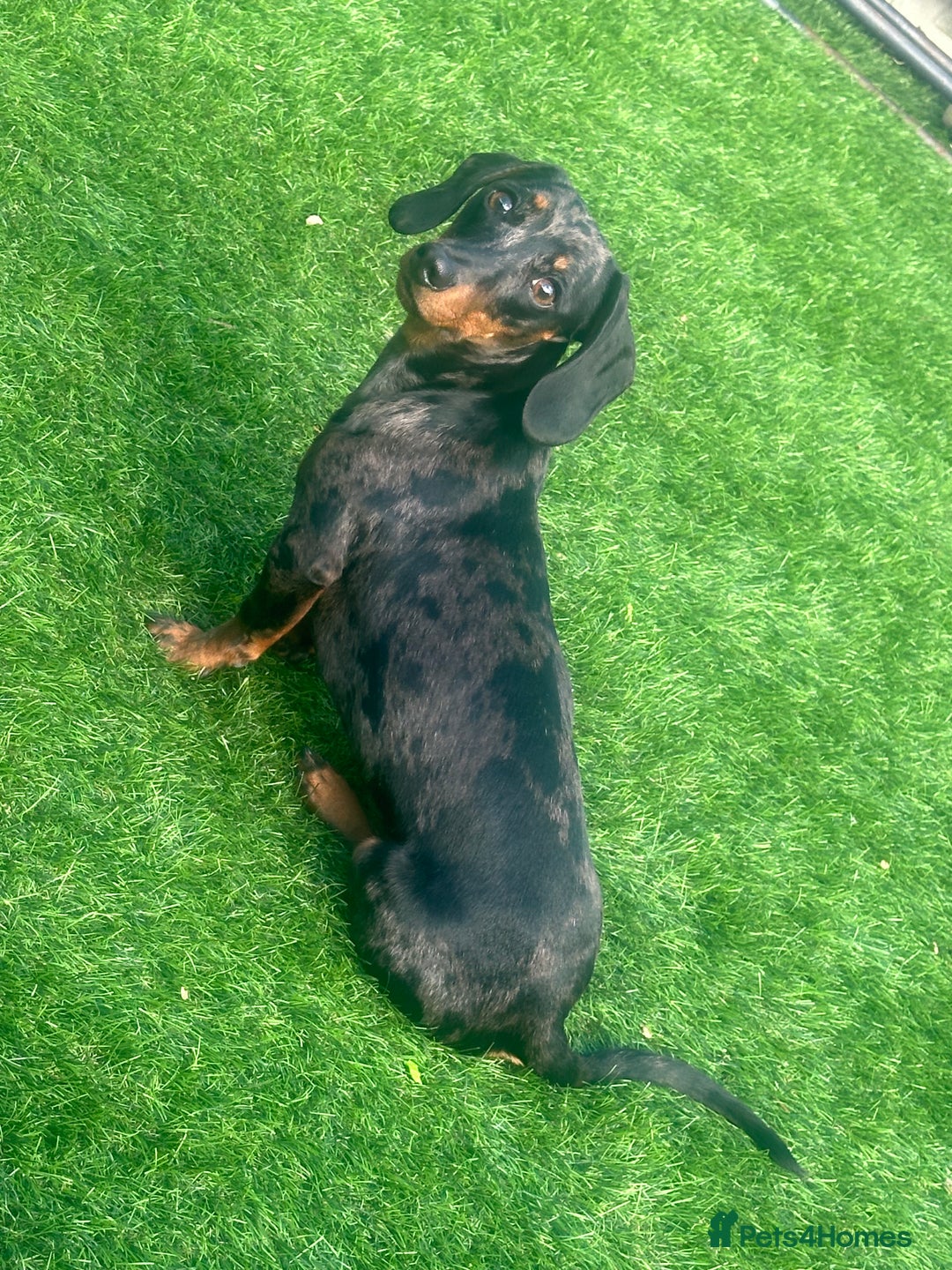 Miniature Dachshund dogs for sale: 2 miniature daschunds - Image 3