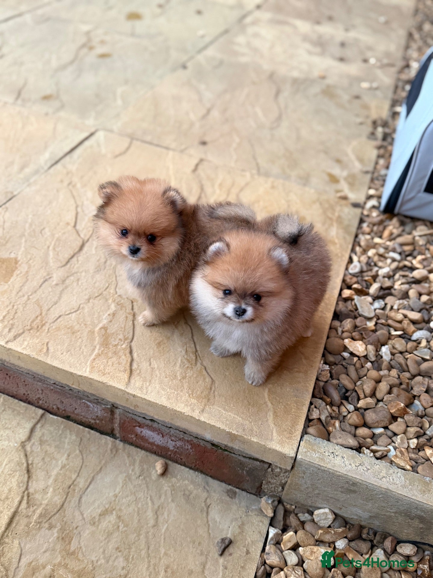 Pomeranian dogs Champion Line Micro size KC registered  - Advert 2