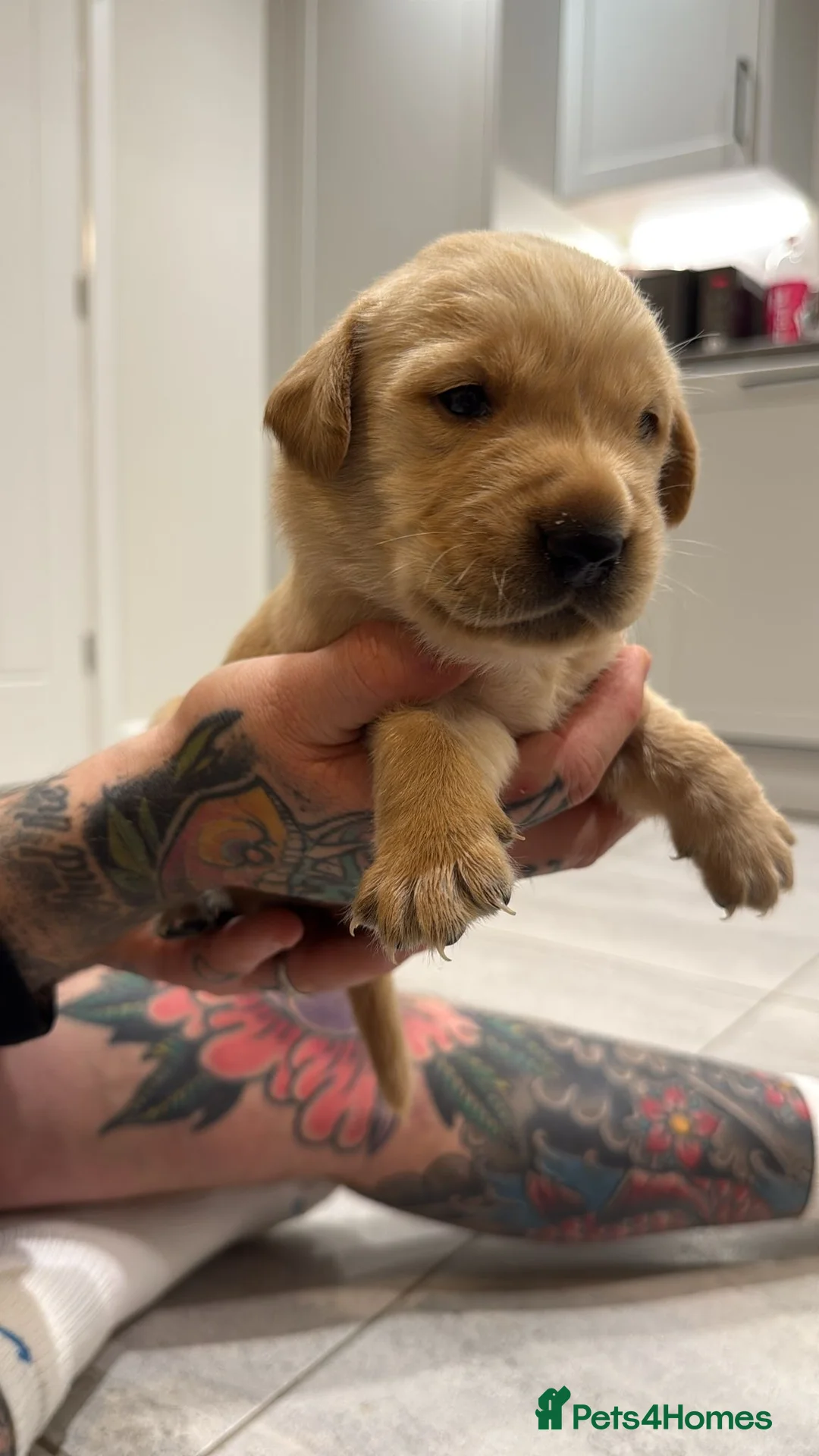 Goldador dogs for sale: Exceptional Goldadoor puppies! - Advert 1