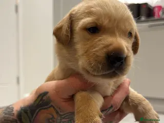 Goldador dogs Exceptional Goldadoor puppies! - Advert 1