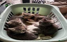 Domestic Shorthair cats for sale: Happy healthy kittens - Image 1