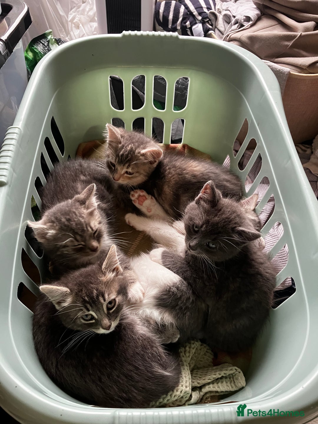 Domestic Shorthair cats for sale: Happy healthy kittens - Image 1