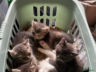 Domestic Shorthair cats for sale - Advert 1