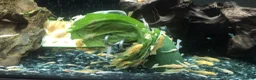 Plecos fish for sale: Blue-eyed lemon bristlenose Pleco juvenile  in Southampton - Advert 3