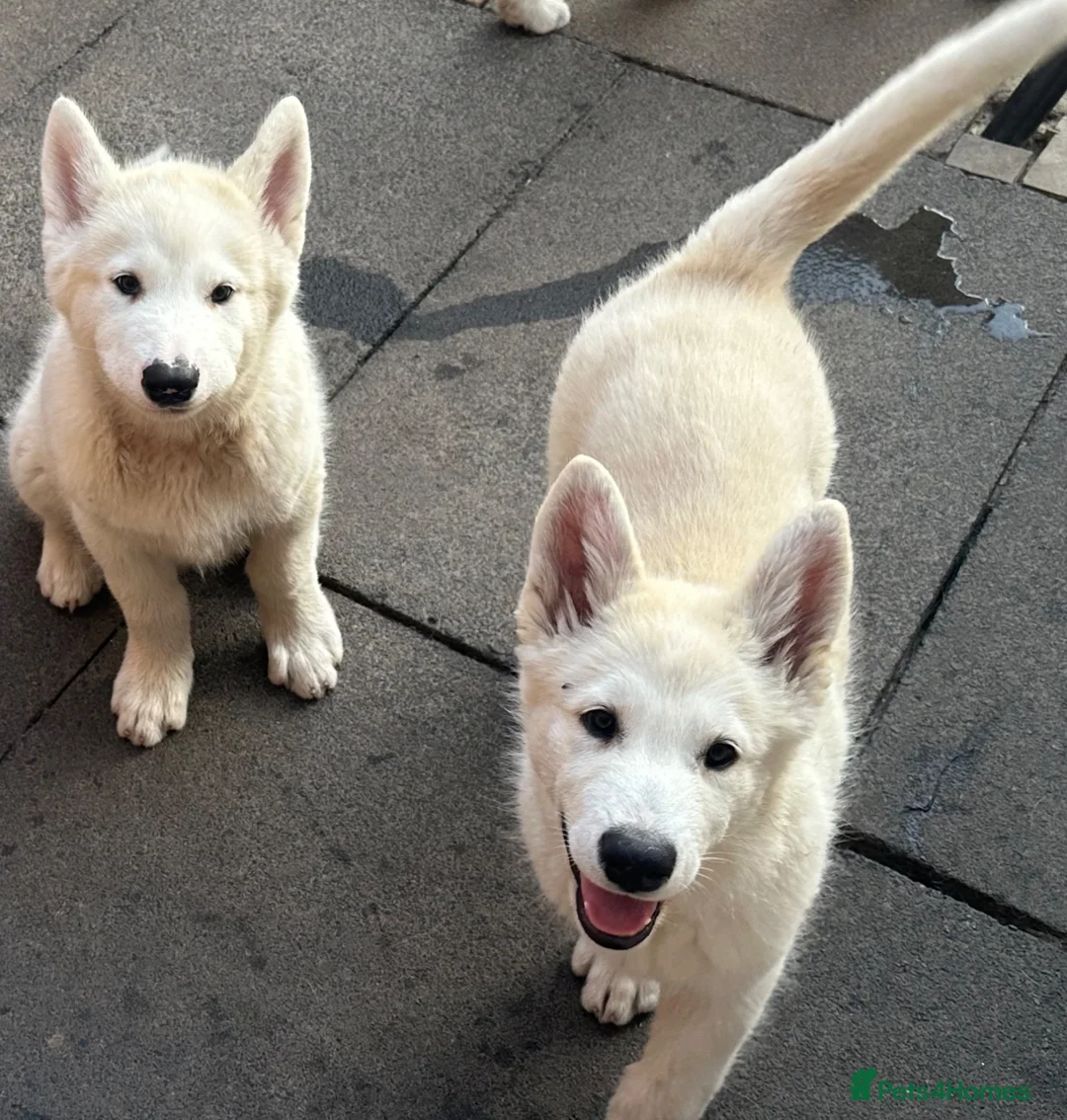 Alaskan Malamute dogs for sale: Pure white Alaskan Malamutes  in Wolverhampton - Advert 8
