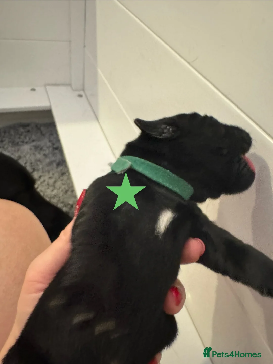 Labrador Retriever dogs for sale: 3 black females remaining – Labrador Retrievers - Advert 13