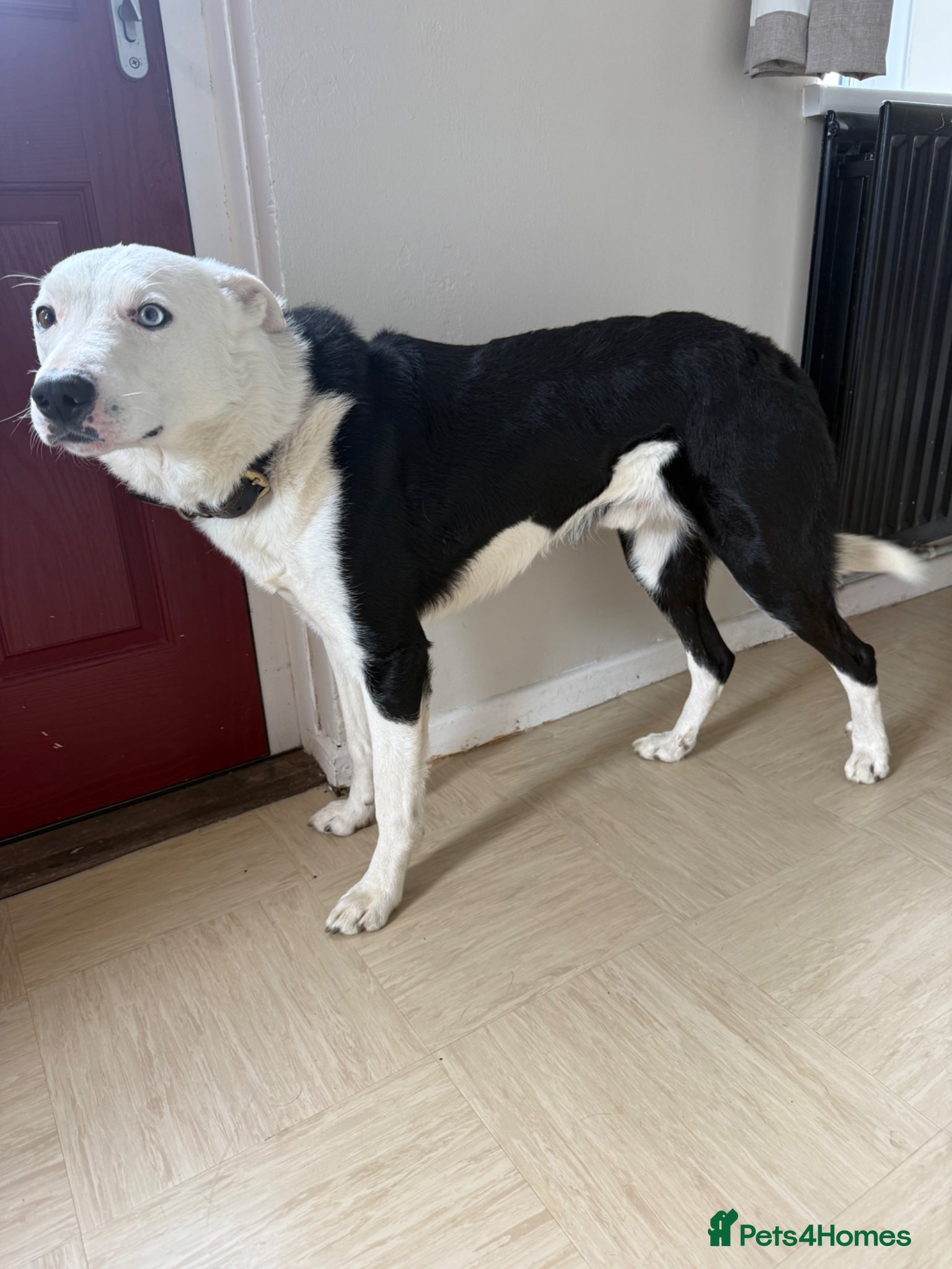 Border Collie dogs Super friendly boy  - Advert 4