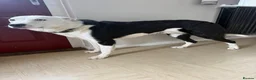 Border Collie dogs for sale: Super friendly boy  in Coleraine - Advert 1
