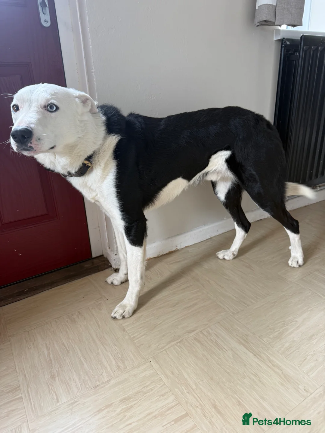Border Collie dogs for sale: Super friendly boy  in Coleraine - Advert 1
