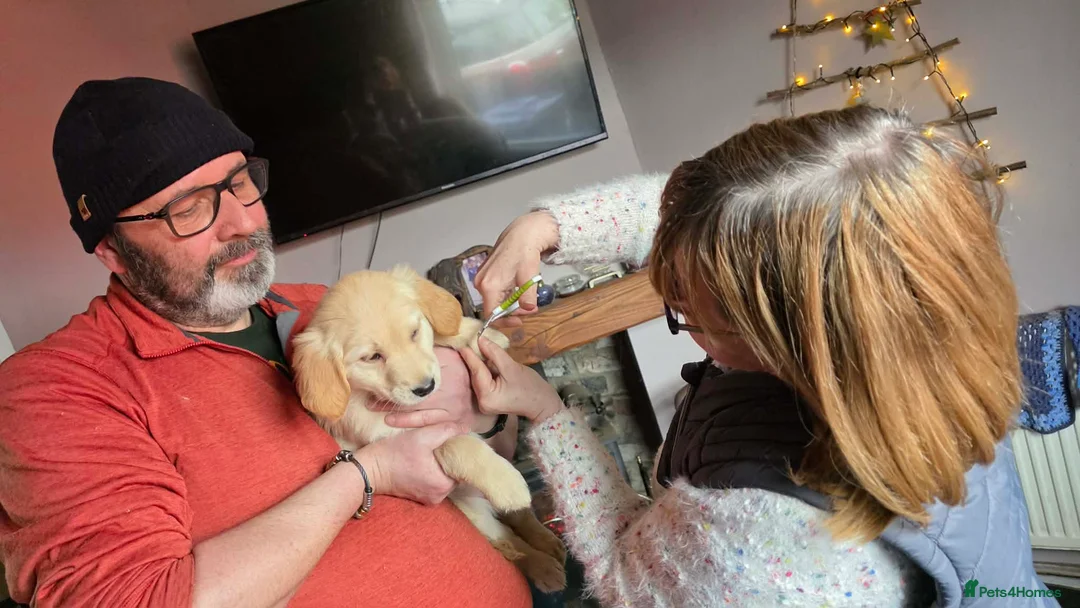 Golden Shepherd dogs for sale: Golden shepherd girl - Advert 6