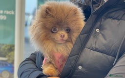 Pomeranian dogs for stud: 💜🧡Lilac & tan KC stud Benji champions in line  in Guildford - Image 11