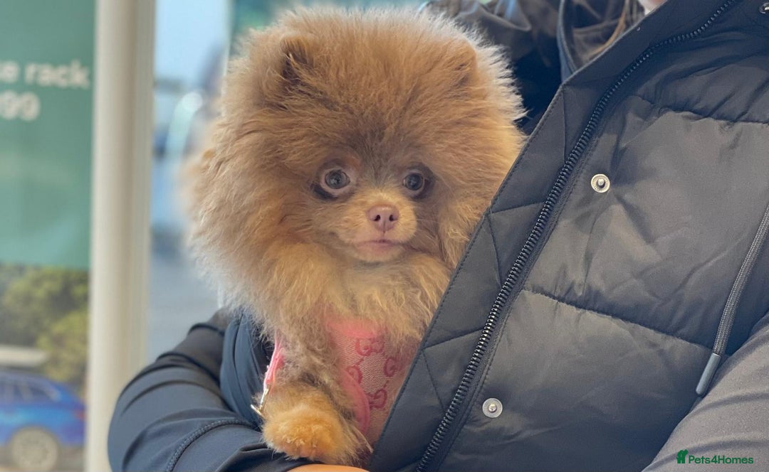 Pomeranian dogs for stud: 💜🧡Lilac & tan KC stud Benji champions in line  in Guildford - Image 11