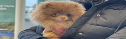 Pomeranian dogs for stud: 💜🧡Lilac & tan KC stud Benji champions in line  in Guildford - Advert 11