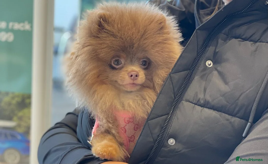 Pomeranian dogs for stud: 💜🧡Lilac & tan KC stud Benji champions in line  in Guildford - Advert 11
