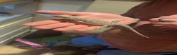 Bearded Dragon reptiles for sale: Bearded dragon & set up - Advert 1