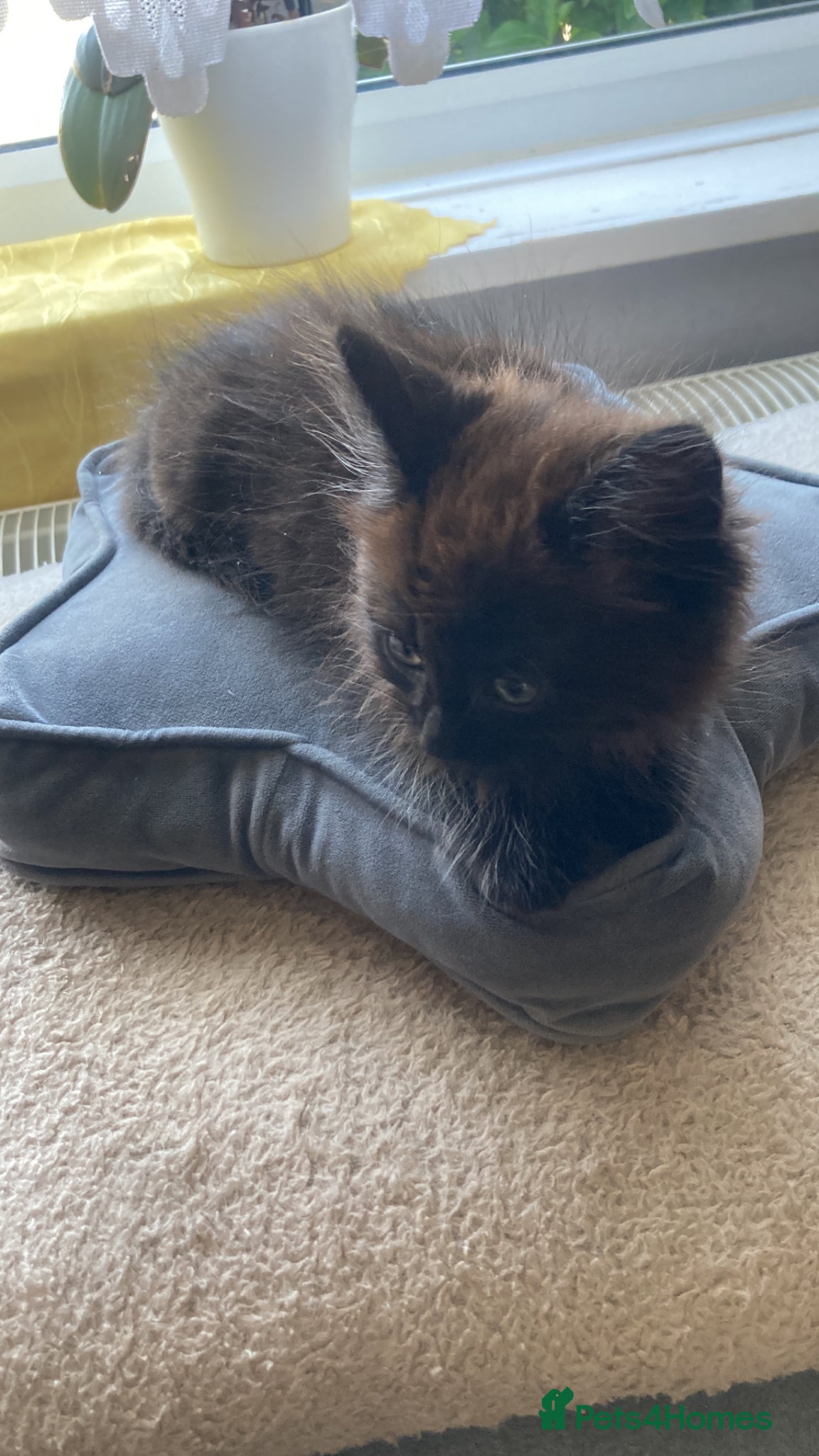 Mixed Breed cats Adorable kittens 2 boys left - Advert 18