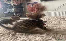 Mixed Breed cats for sale: 7 Half Snow Bengal kittens - Image 16