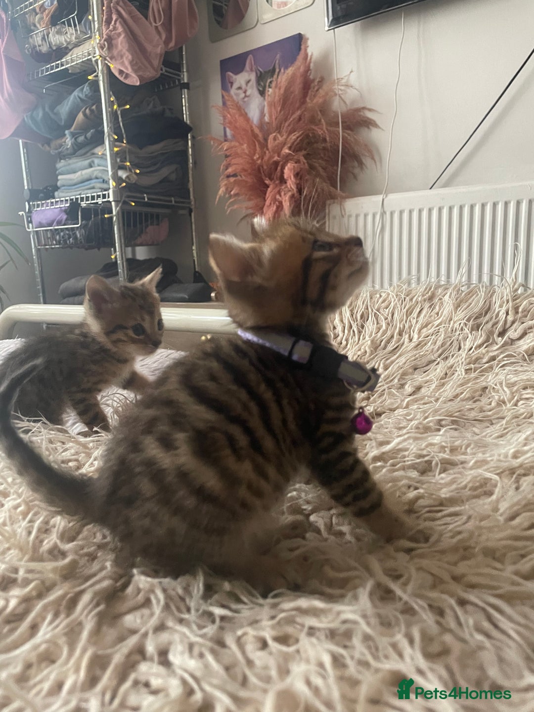 Mixed Breed cats for sale: 7 Half Snow Bengal kittens - Image 16