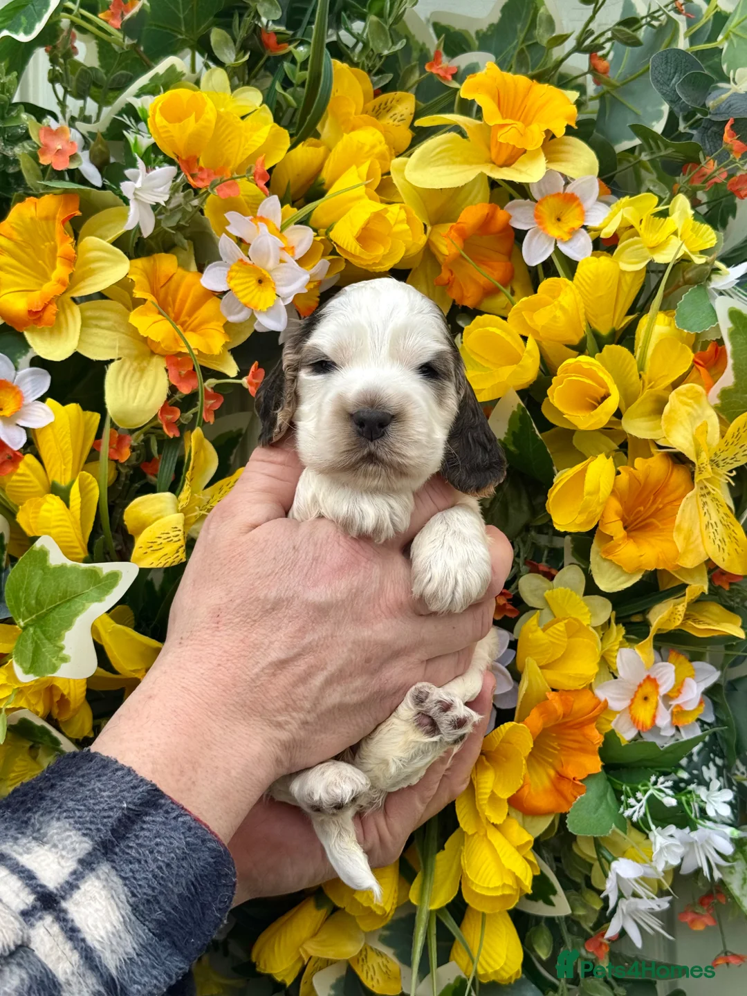 Cocker Spaniel dogs for sale: Kc reg dna tested show type cocker spaniel puppies - Advert 13
