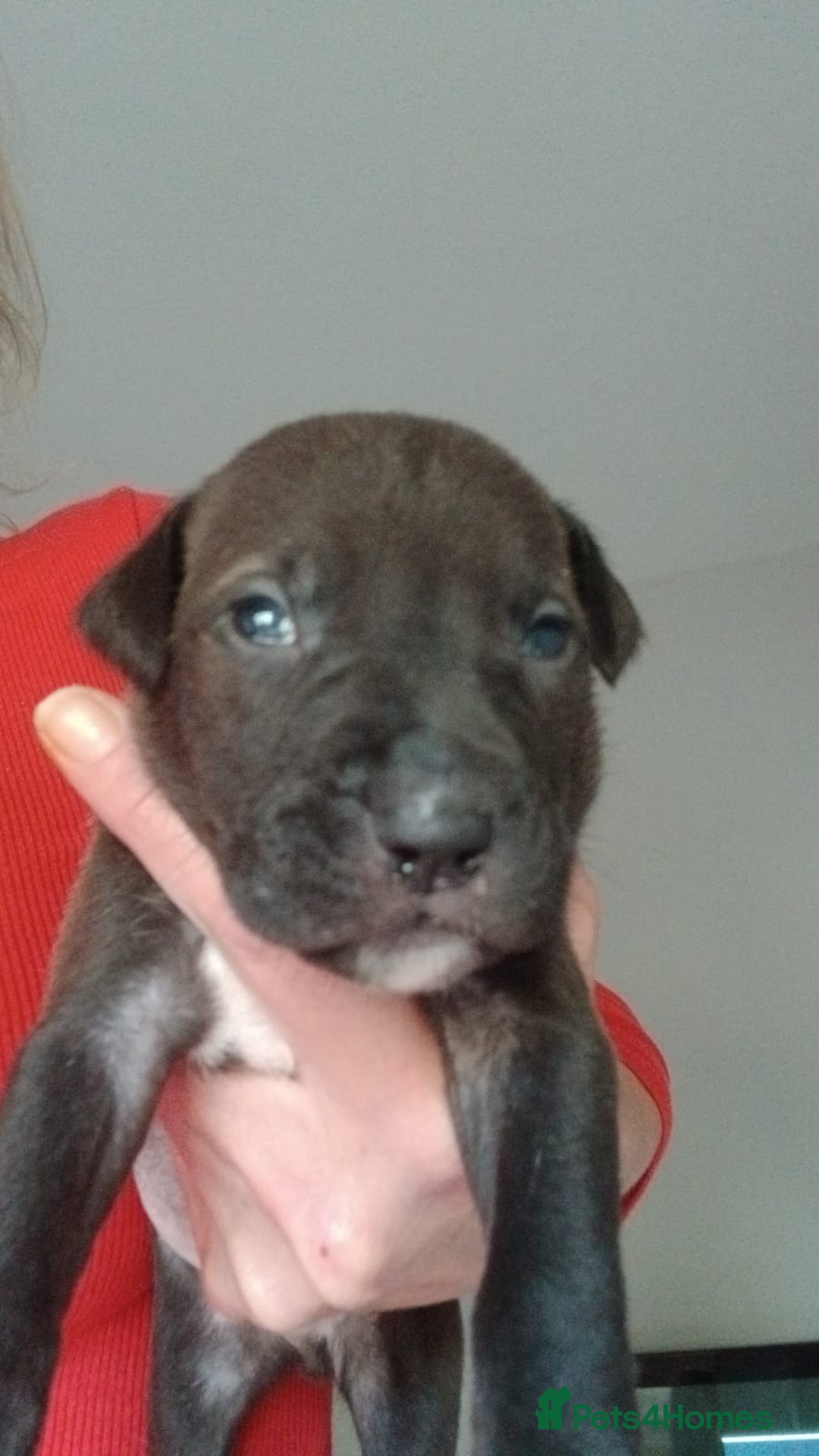 American Bull Staffy dogs for sale: Puppies  - Advert 6