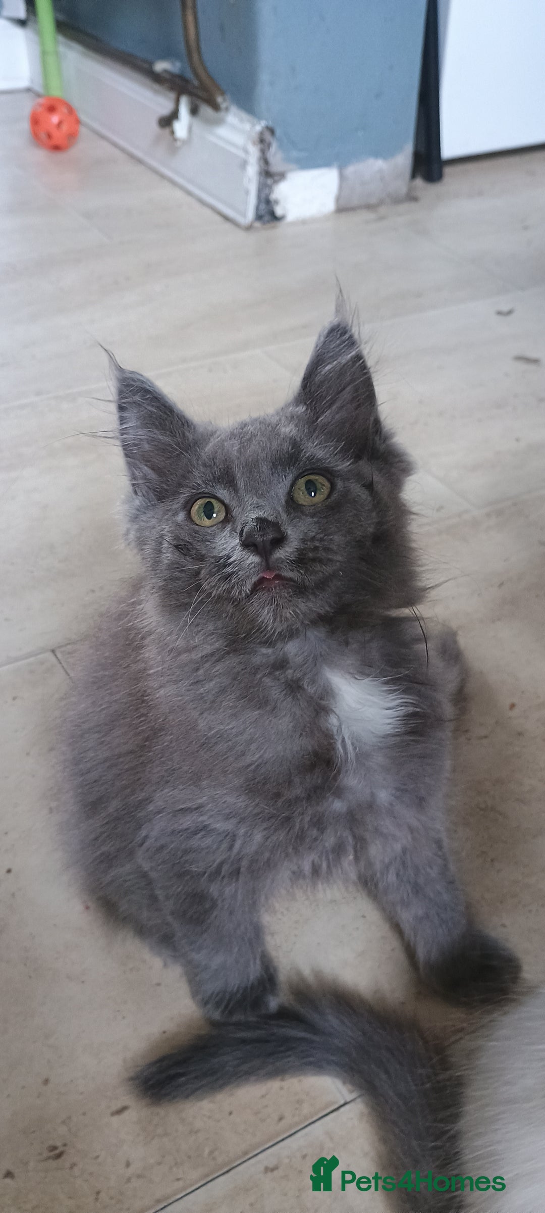 Maine Coon cats for sale: Maine coons  - Image 6