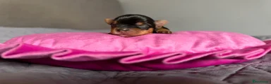 Yorkshire Terrier 1